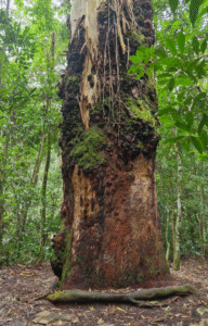 TRILHAS NO RIO DE JANEIRO O QUE FAZER NO RIO DE JANEIRO ECOTURISMO Viagem barata Rio de Janeiro Turismo baixo custo RJ Pacotes de viagem baratos Rio O que fazer de graça no Rio de Janeiro Hospedagem barata Rio de Janeiro Dicas de economia em viagens Passeio Barato Rio de Janeiro Ponto Turístico Gratuito RJ